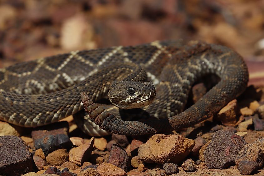 A neotropical rattlesnake (Crotalus durissus)