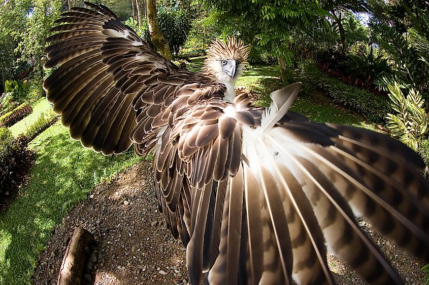 A Philippine eagle spreading its wings, showing its shaggy crest.