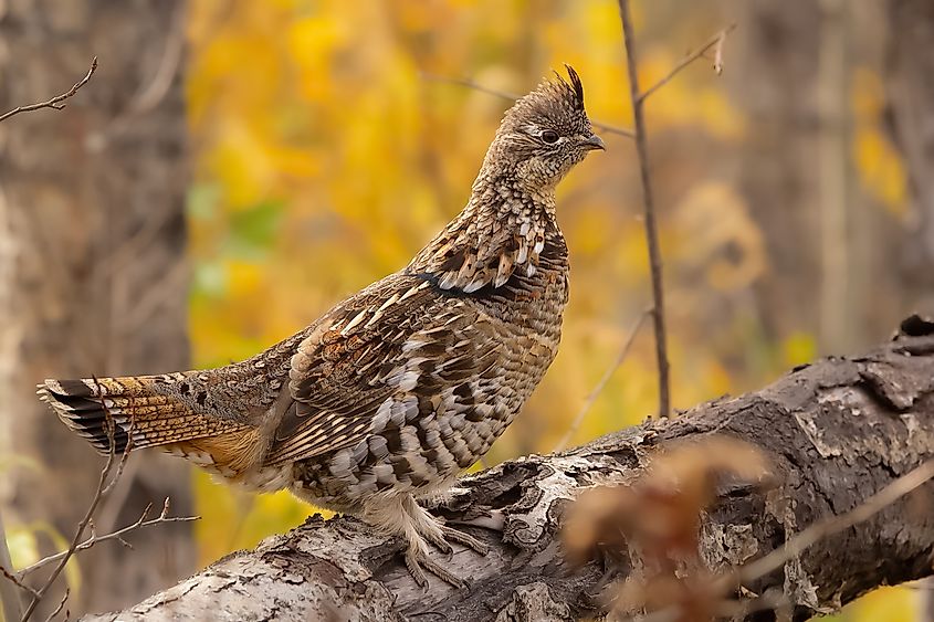 A ruffed grouse (Bonasa umbellus)