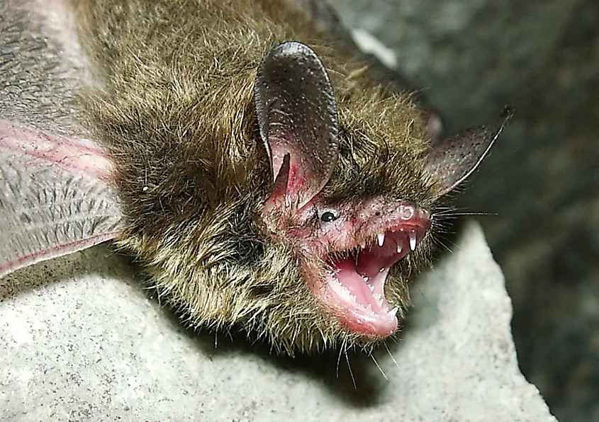 By U.S. Fish and Wildlife Service Headquarters - NLEB in a hibernaculum in southern IN, A.King, CC BY 2.0, https://commons.wikimedia.org/w/index.php?curid=69679829