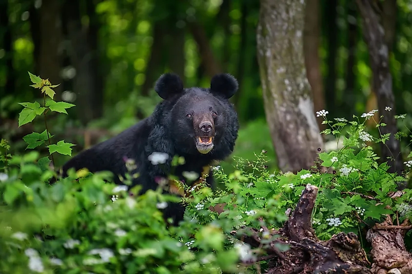 An Asian black bear (Ursus thibetanus)