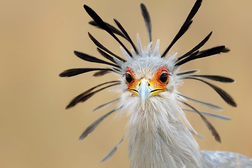 A secretary bird (Sagittarius serpentarius)