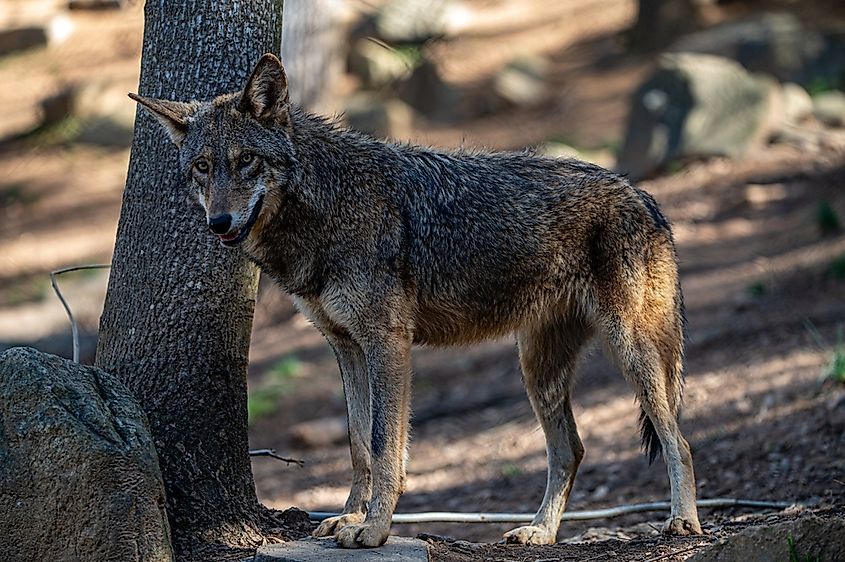 Red wolf standing on a rock in a forest