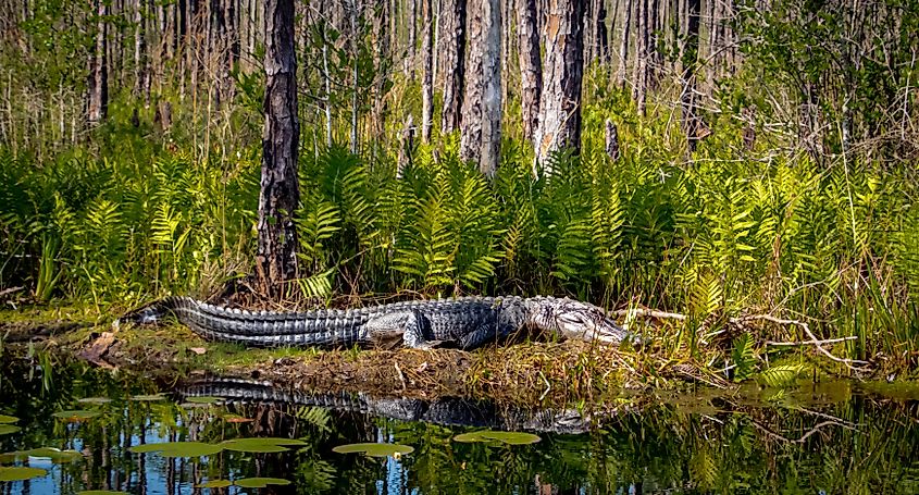 American alligator at the edge of a canal at the Okefenokee Swamp in Georgia.