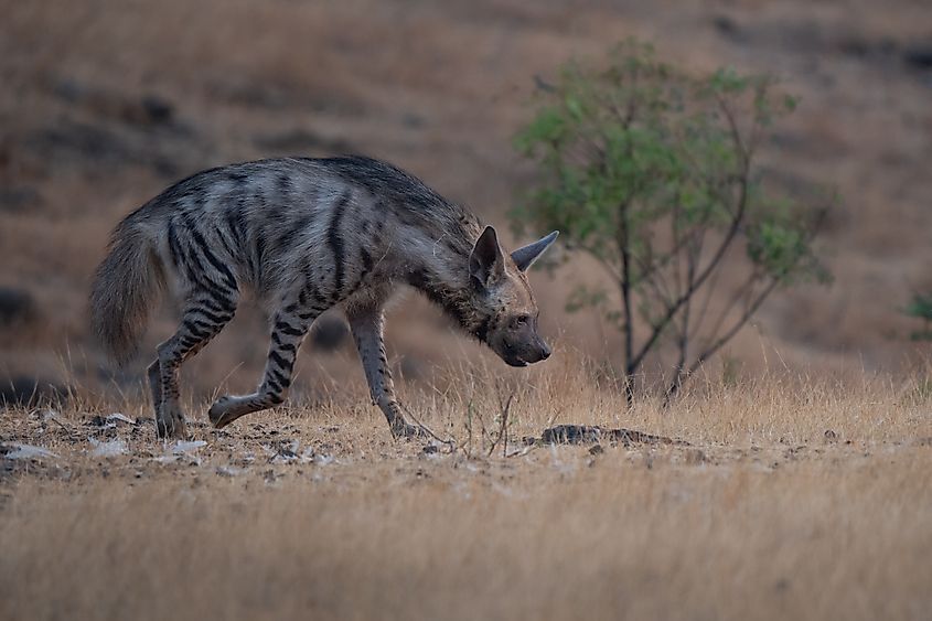 A striped hyena (Hyaena hyaena)