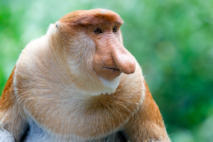 A proboscis monkey (Nasalis larvatus)