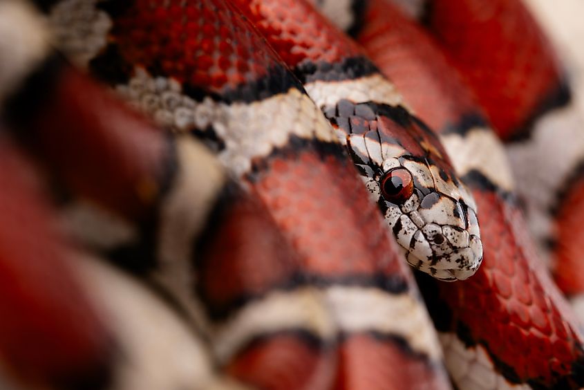 Red milk snake (Lampropeltis triangulum). Via Shutterstock / Ethan Ramirez Wildlife