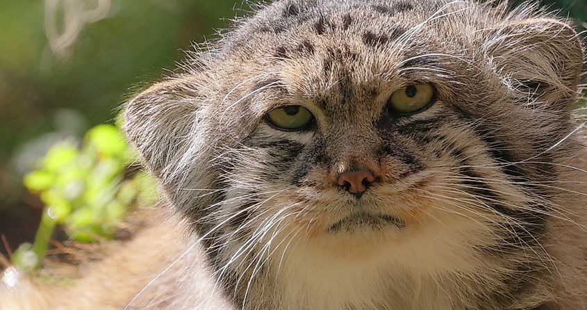 A Pallas's cat (Otocolobus manul)
