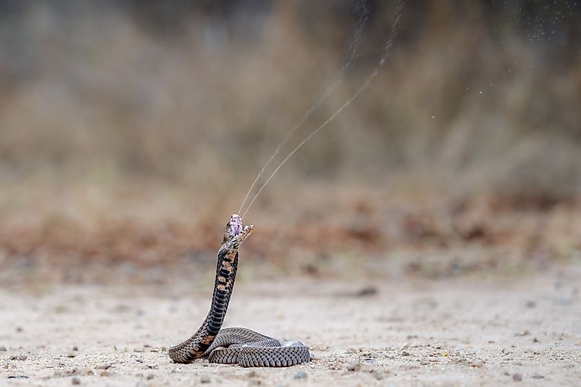 A Mozambique spitting cobra spraying its venom