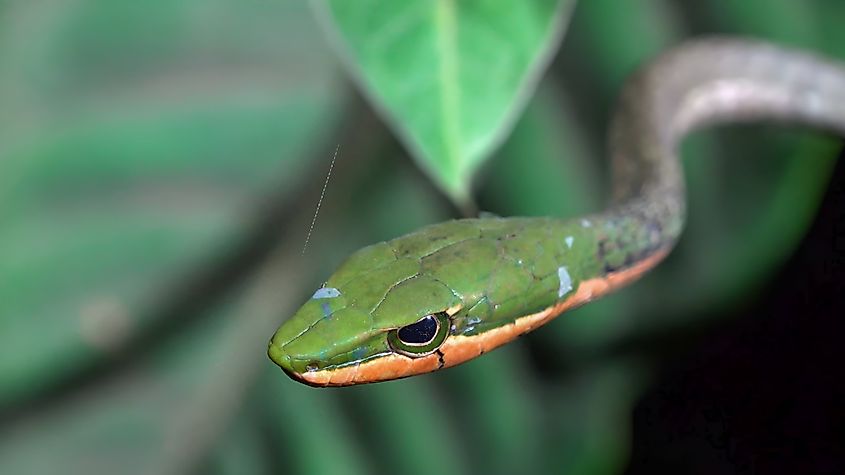 An Usambara vine snake (Thelotornis usambaricus)