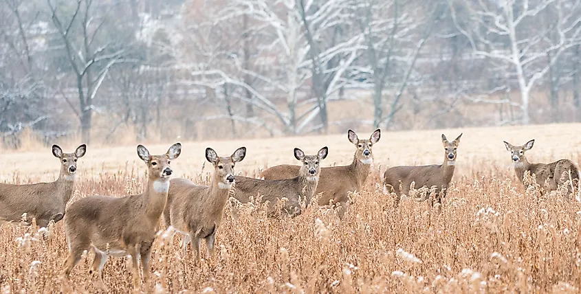 A herd of white-tailed deer