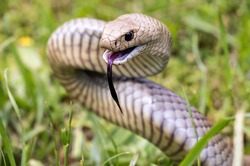 An eastern brown snake (Pseudonaja textilis)