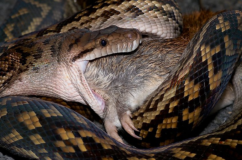 A scrub python swallowing its prey