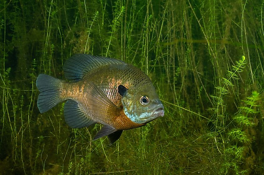 A bluegill (Lepomis macrochirus)