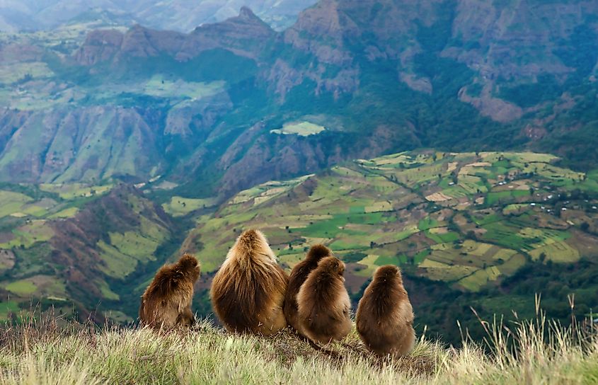 A group of geladas