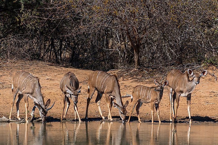 A herd of kudu at a waterhole in Marakele National Park, South Africa. Via Shutterstock / Andrew McDonald.