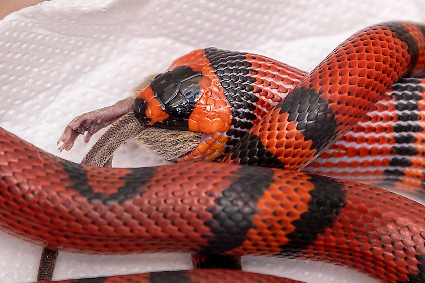 Snake eating a slaughtered rat in the laboratory. Via Shutterstock / Murilo Mazzo.