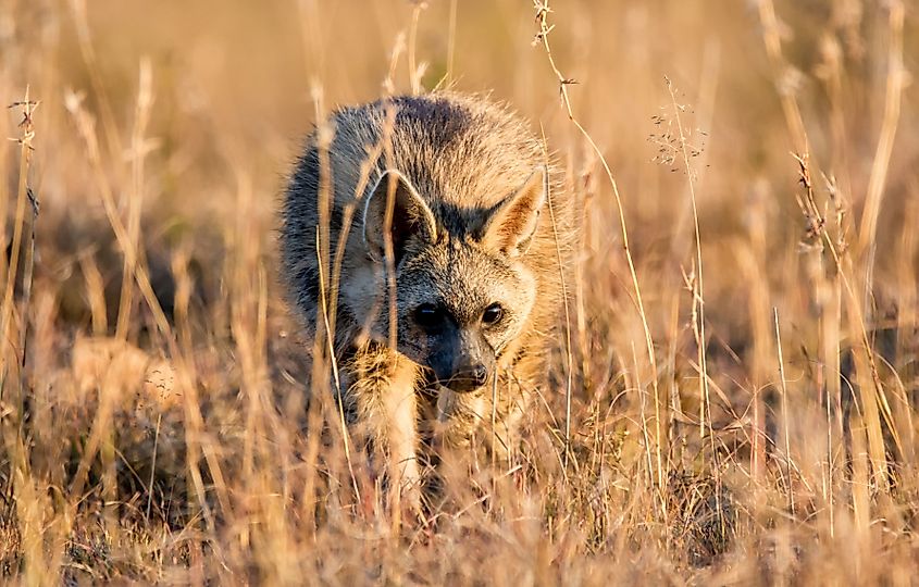 An aardwolf (Proteles cristata)