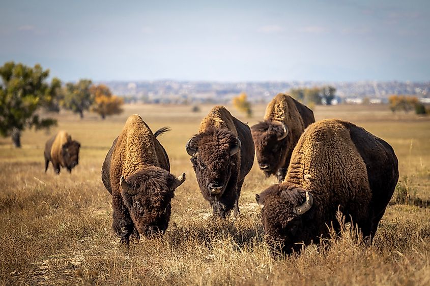A herd of American bison