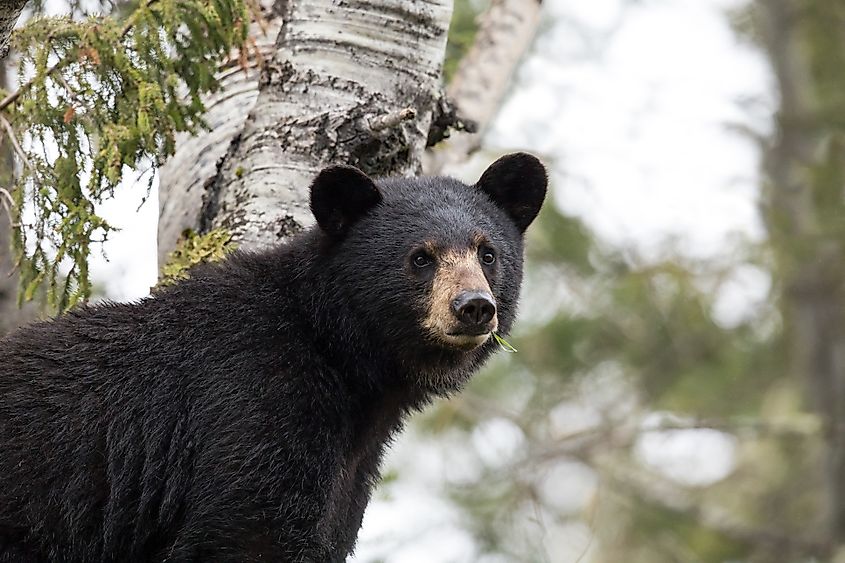 An American black bear (Ursus americanus)