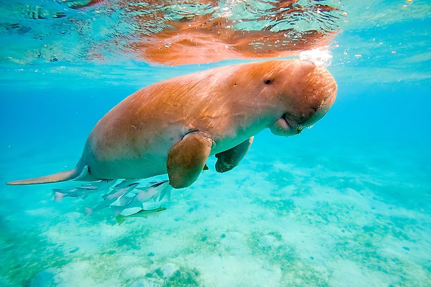 A dugong (Dugong dugon)
