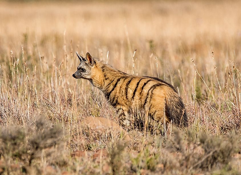 An aardwolf (Proteles cristata)
