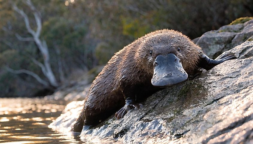 A platypus (Ornithorhynchus anatinus)