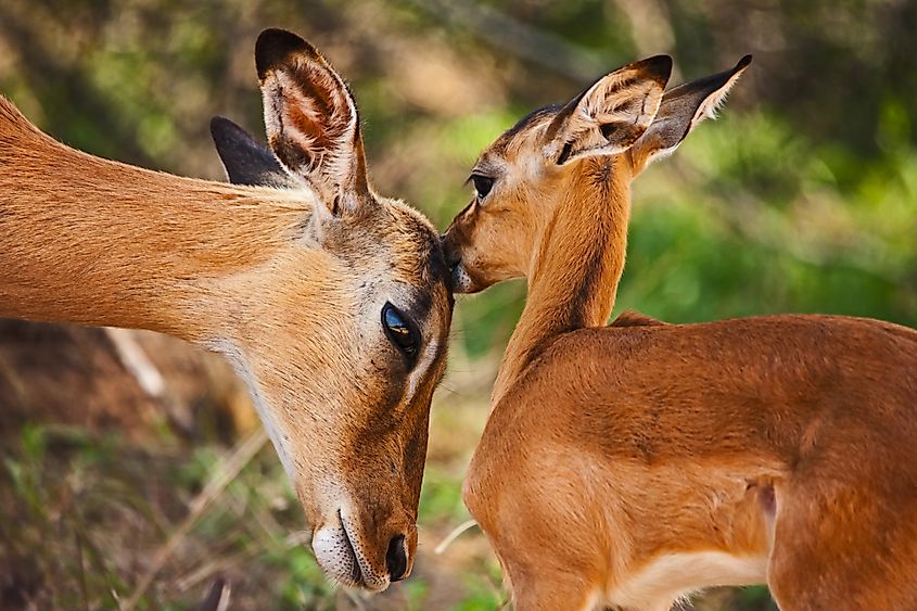 An impala with its calf