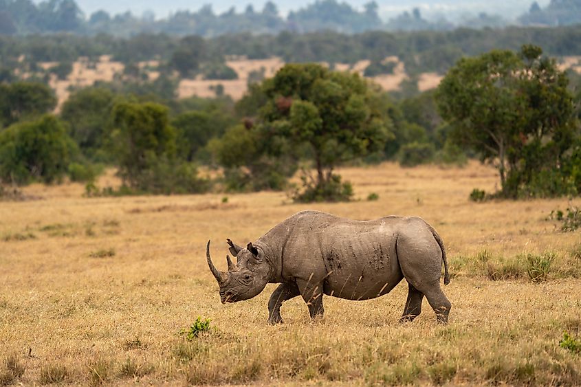 A white rhino (Ceratotherium simum)