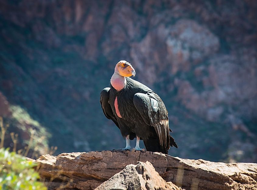 A California condor (Gymnogyps californianus)