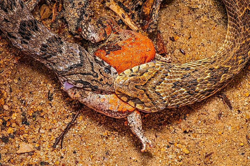 A rhombic night adder and snouted night adder competing to eat the same frog