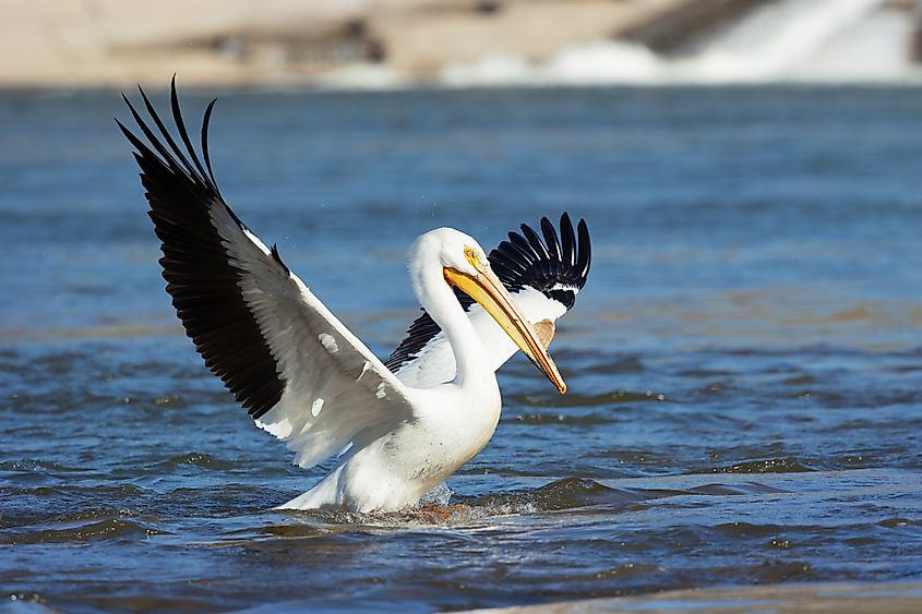 An American White Pelican (Pelecanus erythrorhynchos)