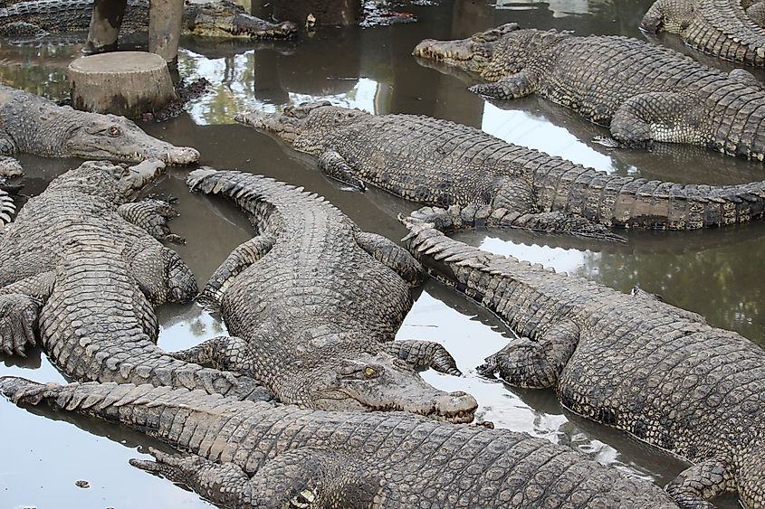 A mugger crocodile (Crocodylus palustris)