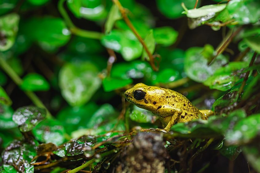 A golden poison frog (Phyllobates terribilis)