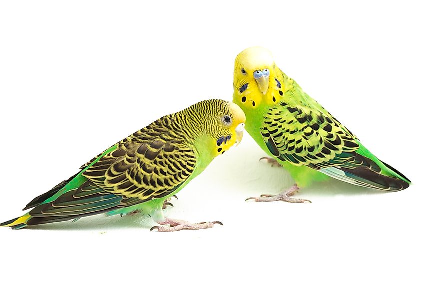 A pair of common parakeets budgerigar, (Melopsittacus undulatus)