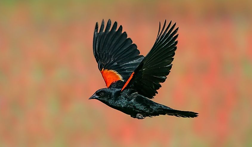 A male red-winged blackbird in flight past a flower patch.