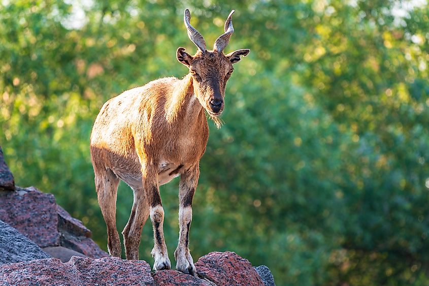 A markhor (Capra falconeri)