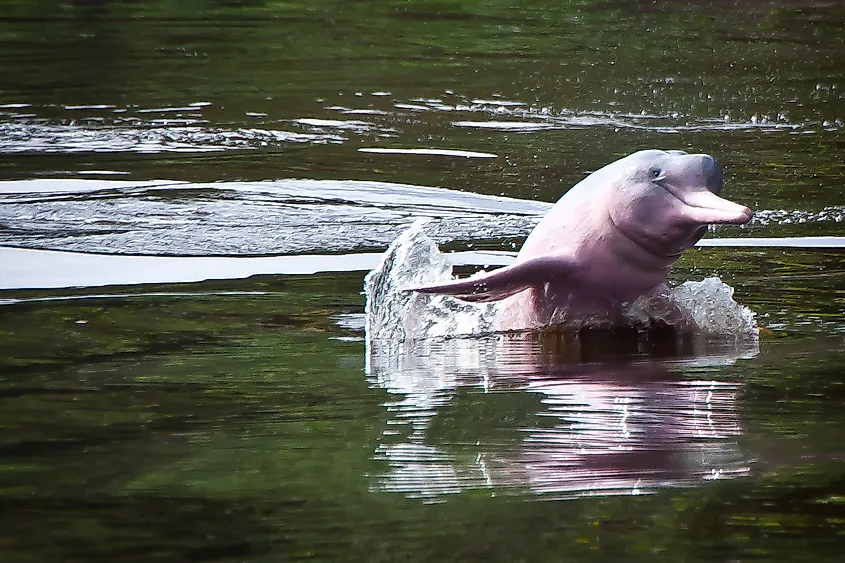 An Amazon river dolphin (Inia geoffrensis)