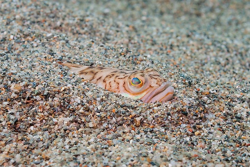 A weeverfish