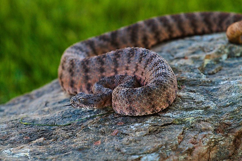 A tiger rattlesnake (Crotalus tigris)