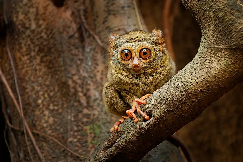 A tarsier on a branch