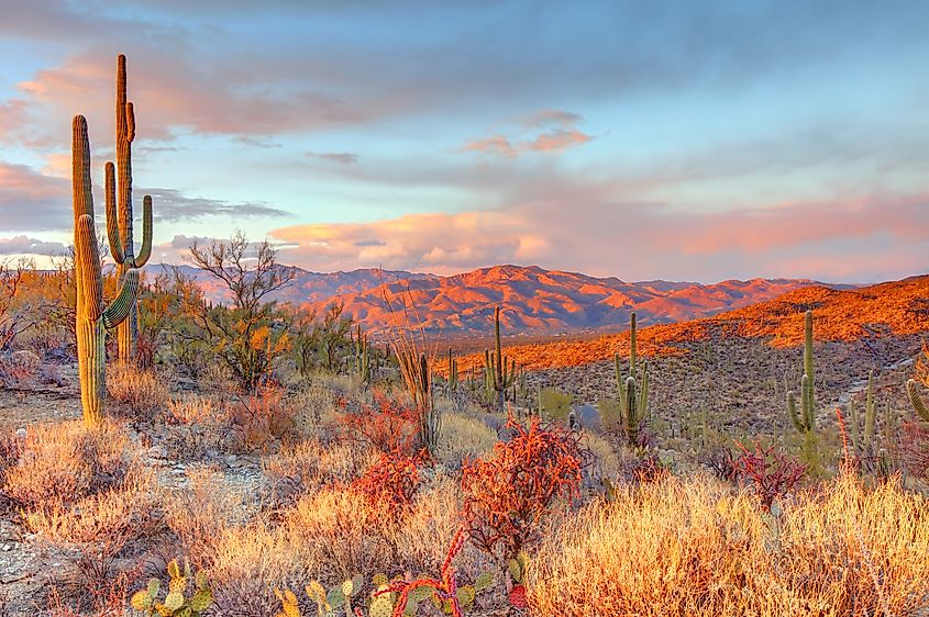 View of the landscape at Saguaro National Park 