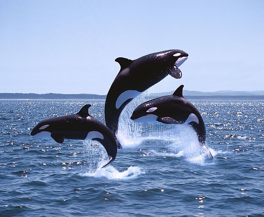 An orca pod