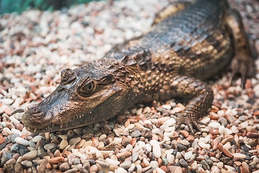 A spectacled caiman (Caiman crocodilus)