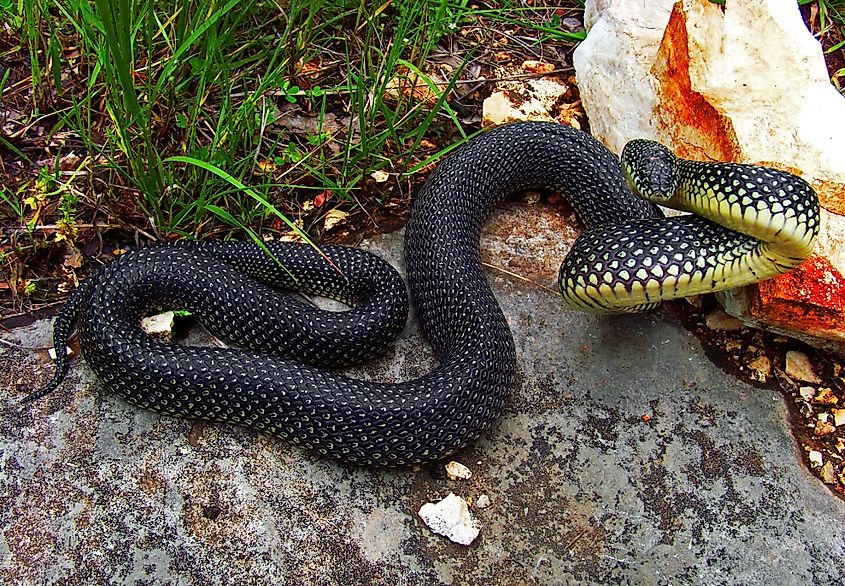 A speckled kingsnake (Lampropeltis holbrooki)