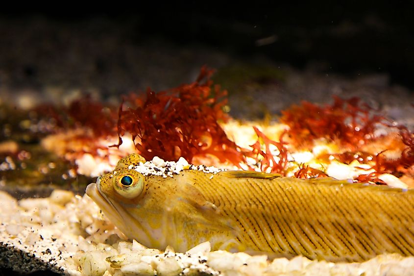 A weeverfish