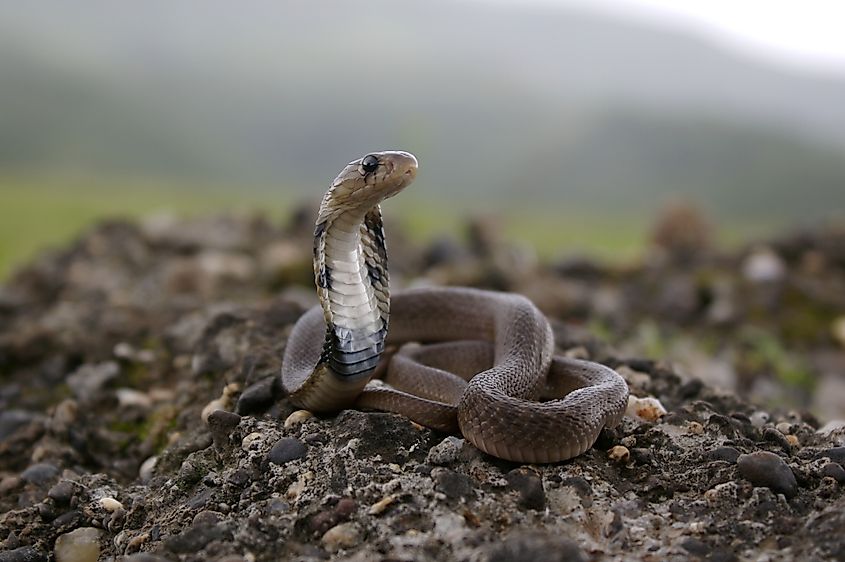 A juvenile Indian cobra (Naja naja)