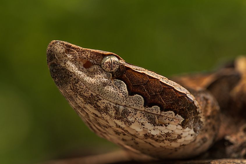 A Malayan pit viper (Calloselasma rhodostoma)