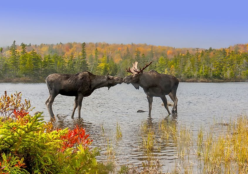 Cow and bull moose touch noses in a show of affection during the fall mating season in Baxter State Park, Maine.