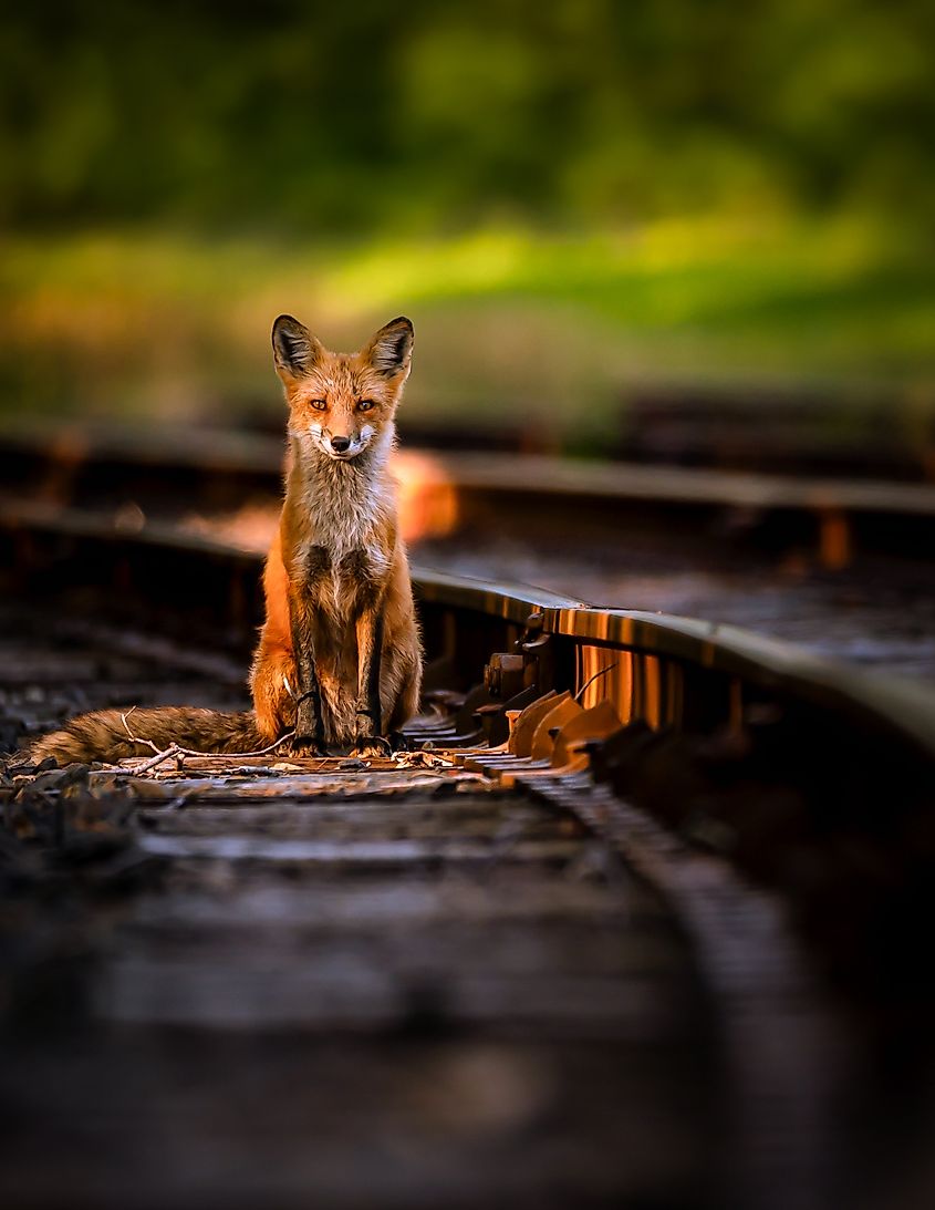 Red fox on railroad tracks